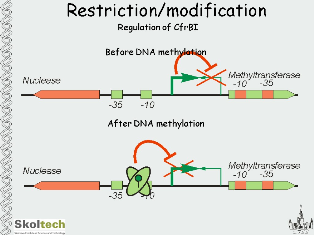 Restriction/modification Regulation of CfrBI Before DNA methylation After DNA methylation